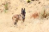 MALINOIS 208